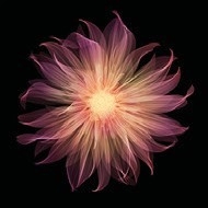 Dahlia