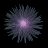 Cactus Dahlia January 2019