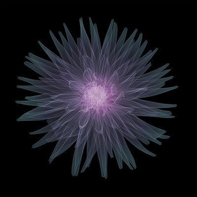 Cactus Dahlia January 2019