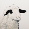 Sheep on White