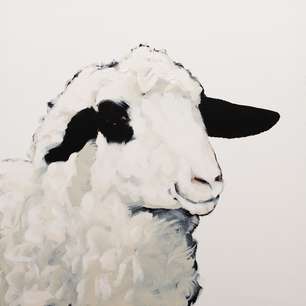 Sheep on White