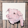 Pig in Window with Light Cream Swirls