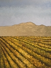 Wine Country Fall 4947
