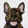Gold Frenchie on White