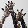 Three Giraffe on White