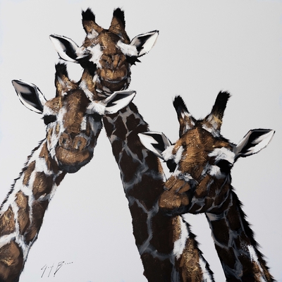 Three Giraffe on White