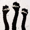 Three Light Green Ostrich on White Splash