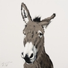 Grey Donkey on Flat White